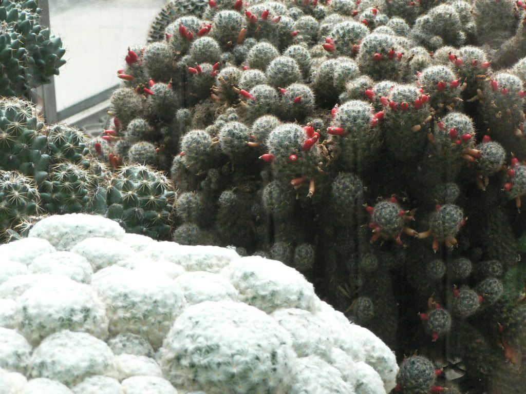 Fort Worth Botanical Gardens Cacti Garden - CactiGuide.com
